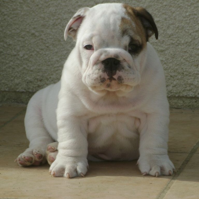 chiots bulldogs anglais